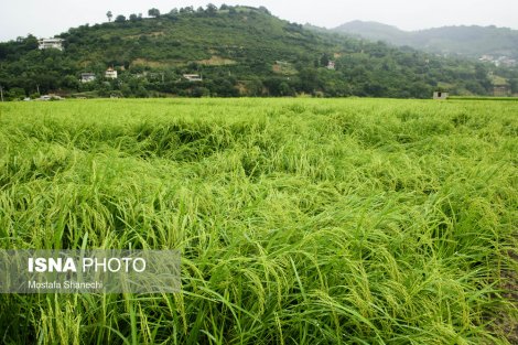 خواب تابستانیِ شالیزارهای برنج مازندران